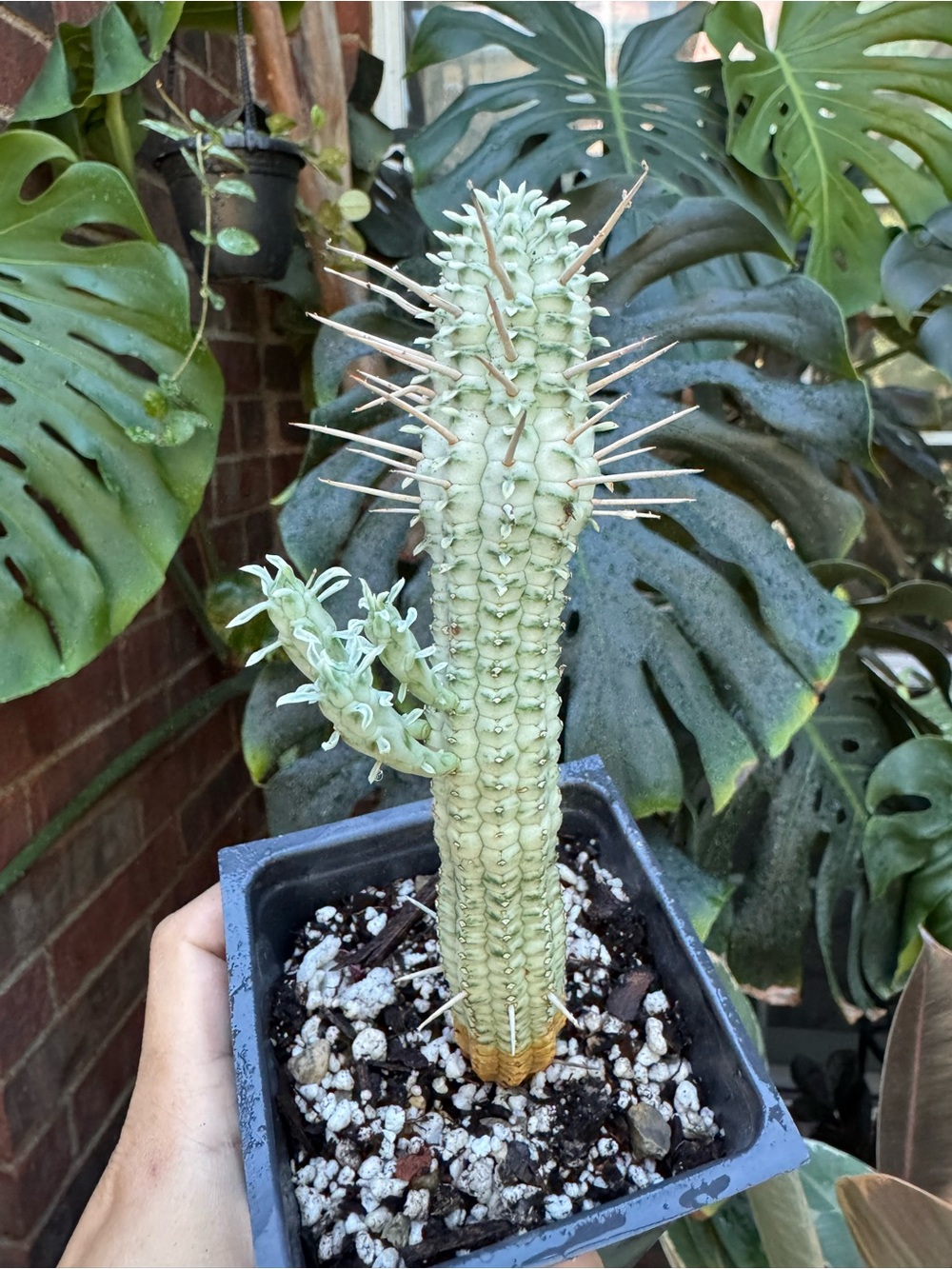 2 Euphorbia Mammilaris Corn cob variegated 5-6” tall